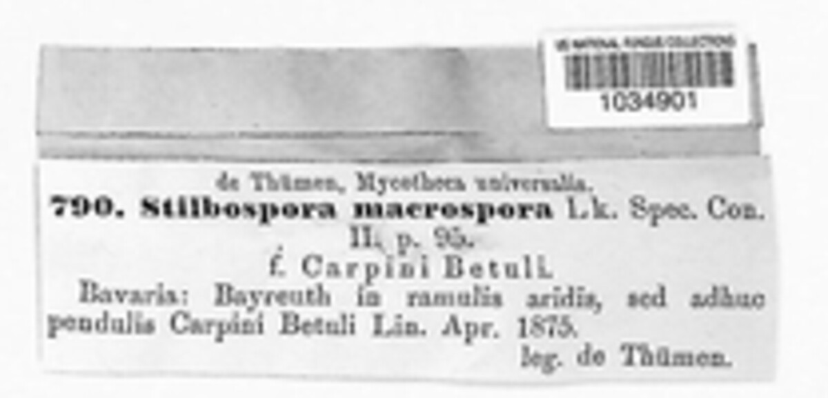 Stilbospora macrospora image